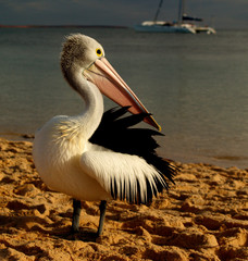 Pelican on Beach