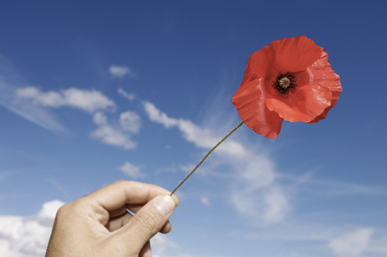 hand holding a poppy