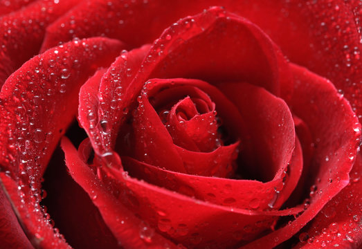 rosa rossa