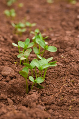 Seedlings