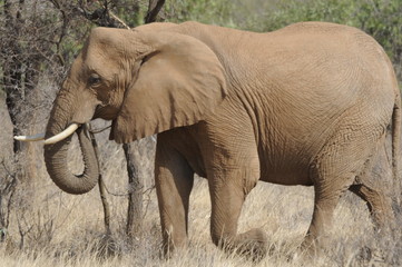 Naklejka na ściany i meble African Bush Elephant (Loxodonta africana) at Samburu park