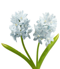 Two hyacinth striped squill