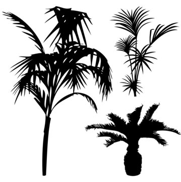 Palmen