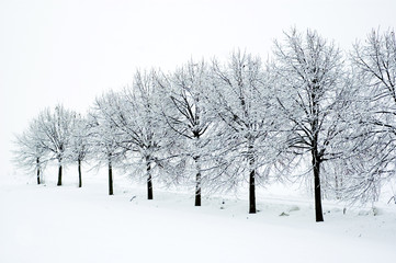 Fototapeta premium Baumreihe im Winter