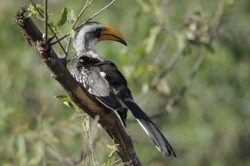 The Southern Yellow-billed Hornbill (Tockus leucomelas), Samburu