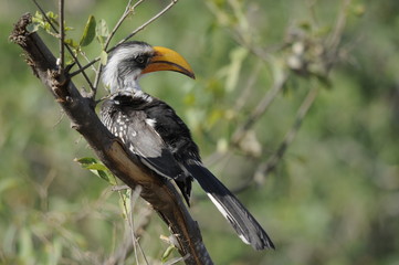 The Southern Yellow-billed Hornbill (Tockus leucomelas), Samburu