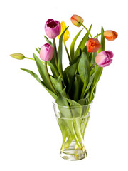 tulips in vase