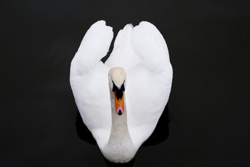 Obraz premium Swan on black water