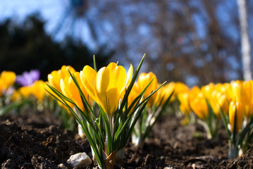 Spring flowers-yellow crocuses