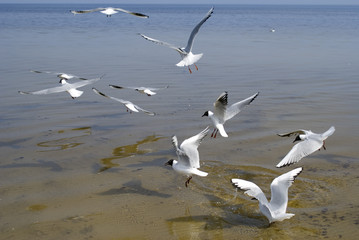Seabirds