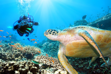 Green turtle underwater