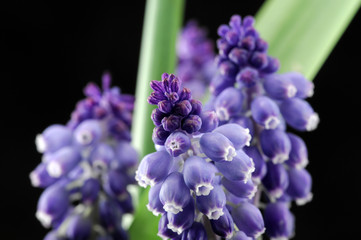 muscari