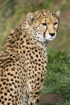 Cheetah