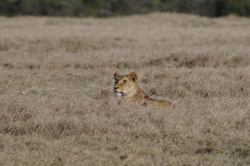 Lioness (Panthera leo), Samburu park, Kenya