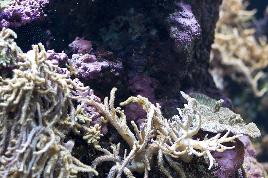 Fototapeta coral in the sea , underwater