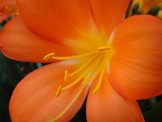 Orange-gelbe Blüte © Arnold