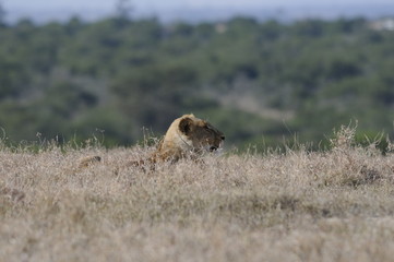 Lioness (Panthera leo), Samburu park, Kenya