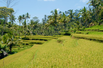 Asian rice field, terraces. Bali, Indonesia