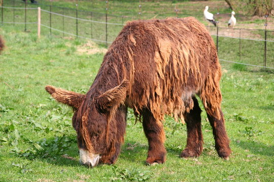 Baudet