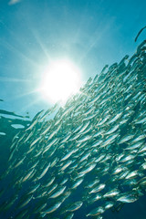 Fototapeta na wymiar striped mackerel