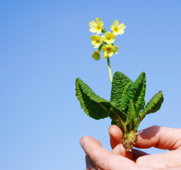yellow primrose-One of the first spring flowers