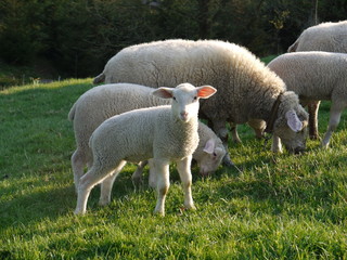 Osterlamm