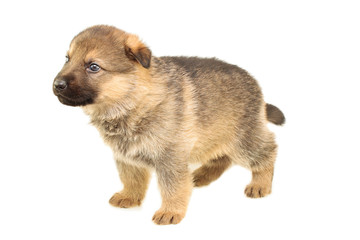 Fototapeta premium shepherd puppy