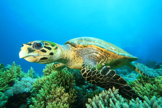 Hawksbill Sea Turtle in the Red Sea