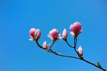 Door stickers Magnolia Flowering magnolia tree branch against a clear blue sky