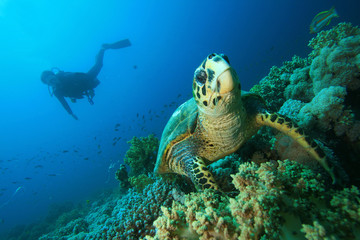 Turtle and Diver