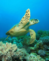 Obraz na płótnie Canvas Sea Turtle