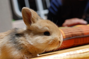 Obraz premium kaninchen sasha