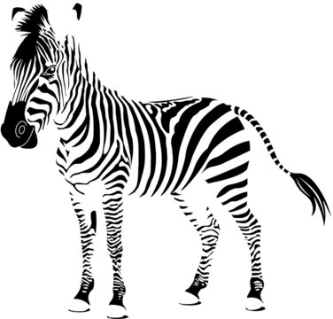 Isolated zebra silhouette texture detail