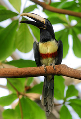 black-necked aracari sitting on the bough of the jungle