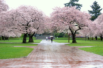 cherry blossom in campus
