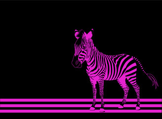 Fototapeta premium Isolated zebra silhouette texture detail on black background
