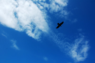 Bird Silhouette in Blue Sky with Clouds