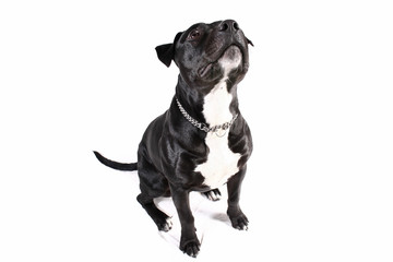 Cachorro pit-bull preto, isolado no fundo branco