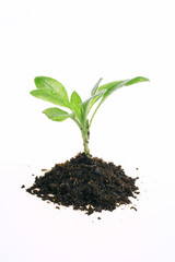 Planta pequena isolada no fundo branco, ecologico