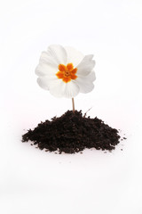 Planta branca e amarela isolada no fundo branco