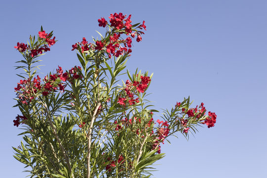Adelfa Red Oleander in Spring