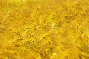 wheat field