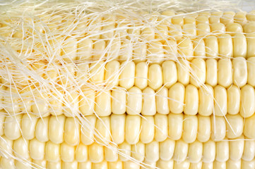 macro shot of fresh ripe sweet corn