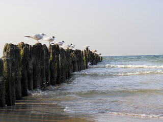 Seagulls on the Breakwater