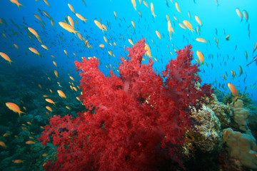 Plakat Coral Reef and Tropical Fish