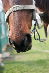 muzzle of horse