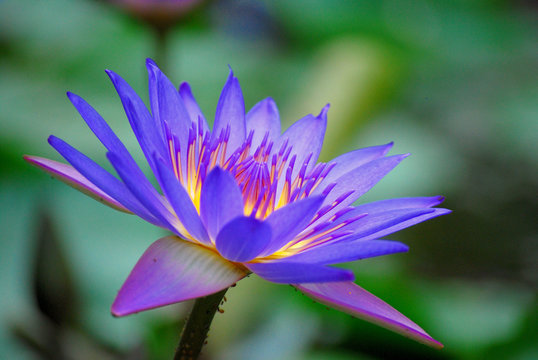 Purple lotus