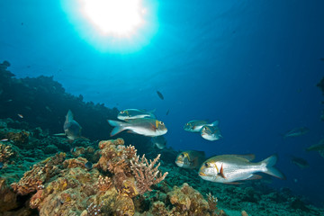 Fototapeta na wymiar bigeye emperor, coral and ocean