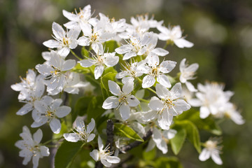 Ciliegio in fiore