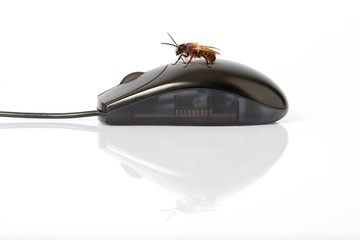 buzz abeille souris internet insecte ordinateur périphérique sur